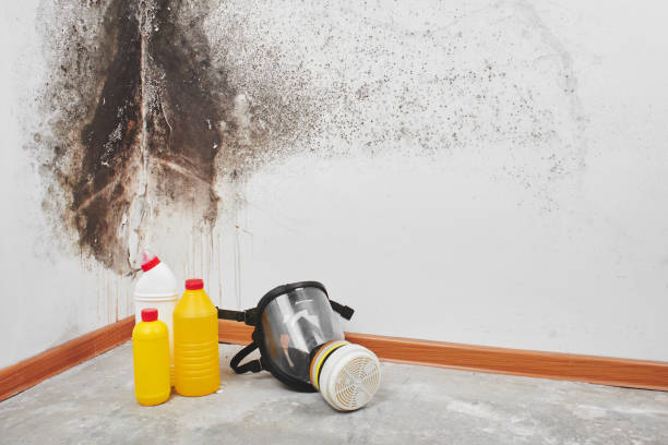Best Black Mold Removal  in Hayden, CO