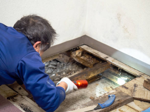 Best Commercial Mold Removal  in Hayden, CO