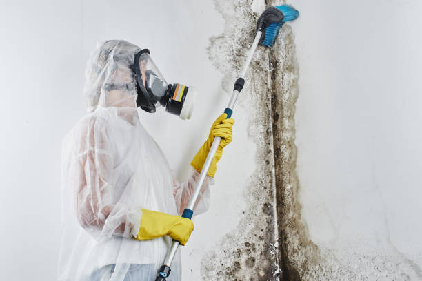 Best Residential Mold Removal  in Hayden, CO