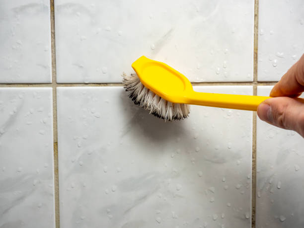 Best Professional Mold Removal  in Hayden, CO