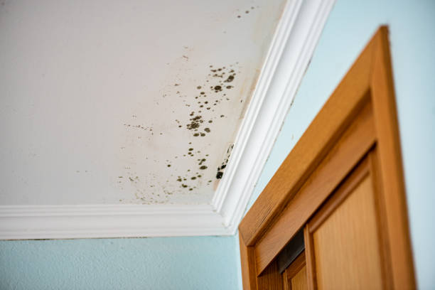 Best Affordable Mold Removal  in Hayden, CO