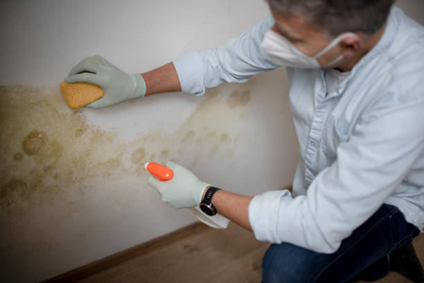 Best Professional Mold Removal  in Hayden, CO