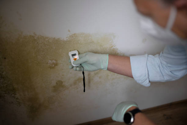 Best Toxic Mold Removal  in Hayden, CO