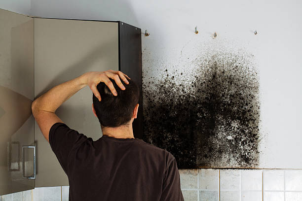 Best Certified Mold Removal  in Hayden, CO